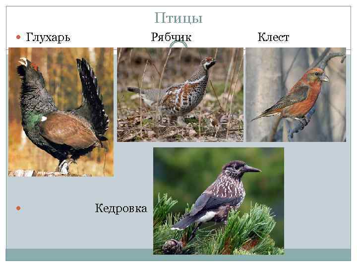 Птицы Глухарь Рябчик Клест Кедровка 