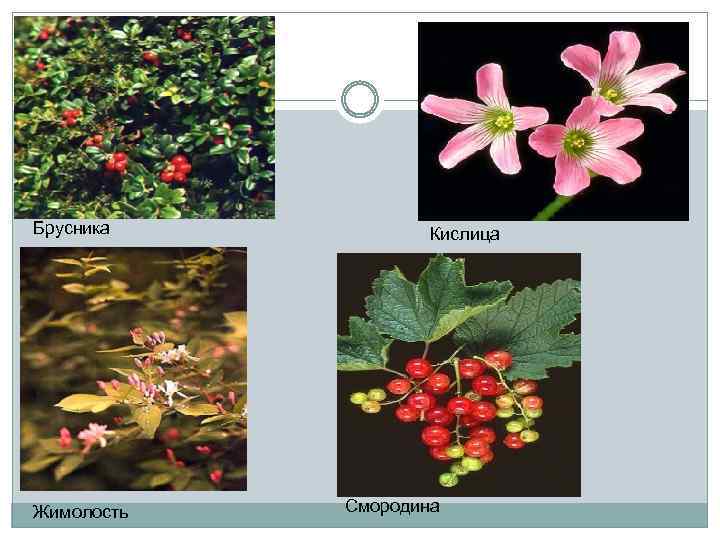Брусника Жимолость Кислица Смородина 
