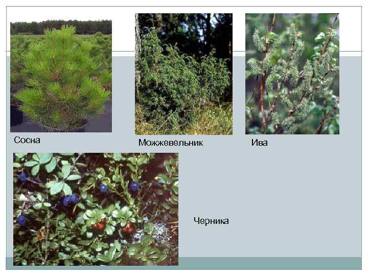Сосна Можжевельник Черника Ива 