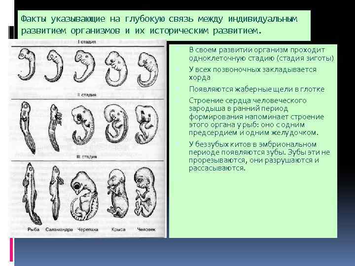 Факты указывающие на глубокую связь между индивидуальным развитием организмов и их историческим развитием. В