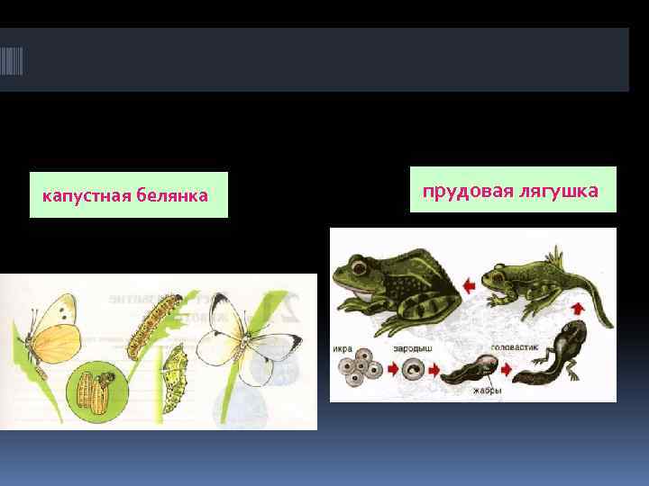 Постэмбриональный период у земноводных. Непрямое развитие лягушки. Тип постэмбрионального развития лягушки. Стадии развития лягушки.