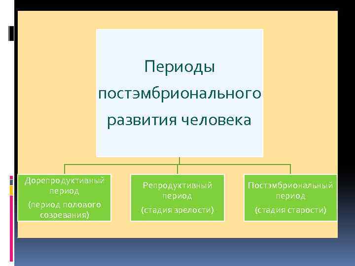 Периоды постэмбрионального развития человека Дорепродуктивный период (период полового созревания) Репродуктивный период (стадия зрелости) Постэмбриональный