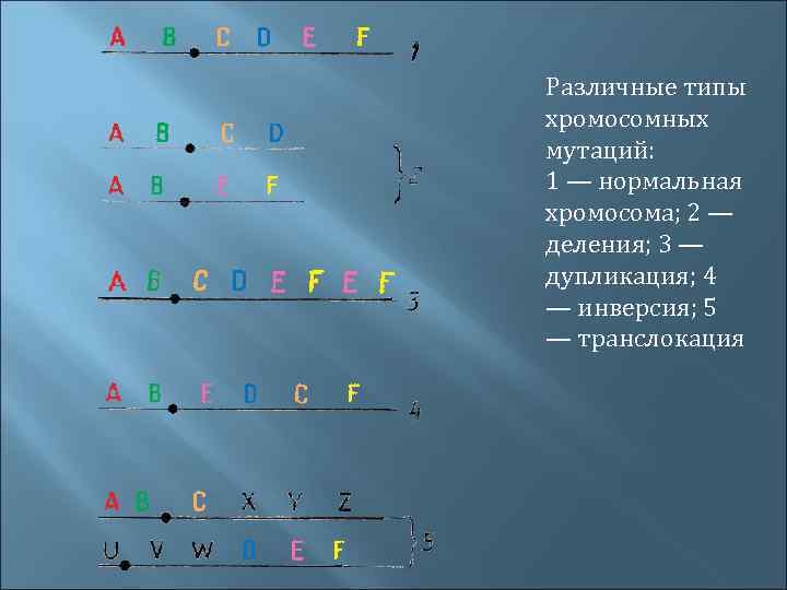 Различные типы хромосомных мутаций: 1 — нормальная хромосома; 2 — деления; 3 — дупликация;