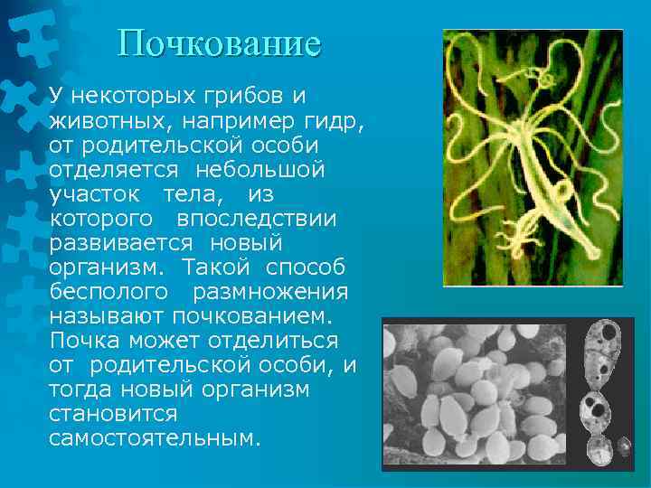 Почкование У некоторых грибов и животных, например гидр, от родительской особи отделяется небольшой участок