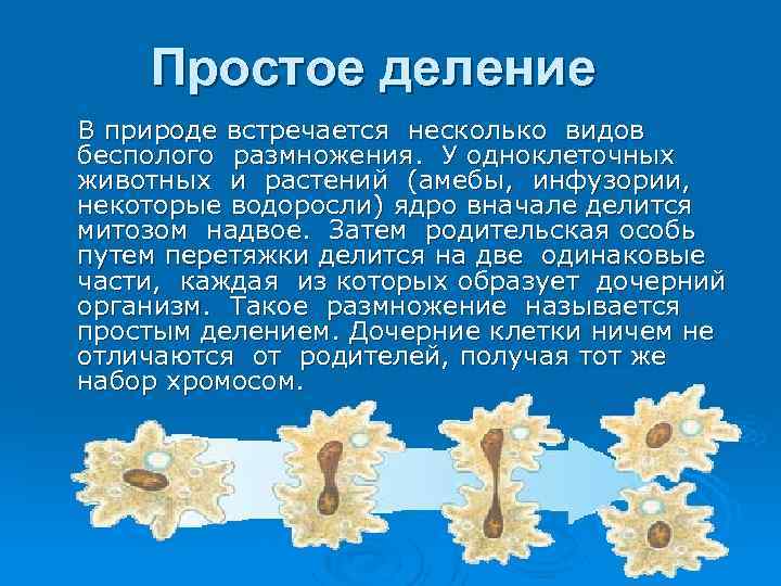Простое деление В природе встречается несколько видов бесполого размножения. У одноклеточных животных и растений