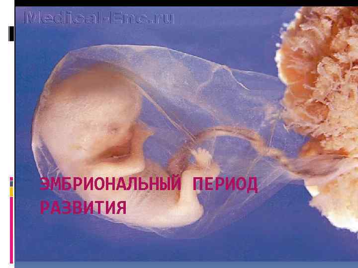 ЭМБРИОНАЛЬНЫЙ ПЕРИОД РАЗВИТИЯ 