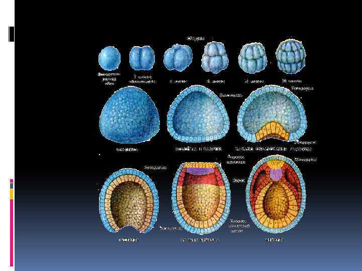 Эмбриональный период развития