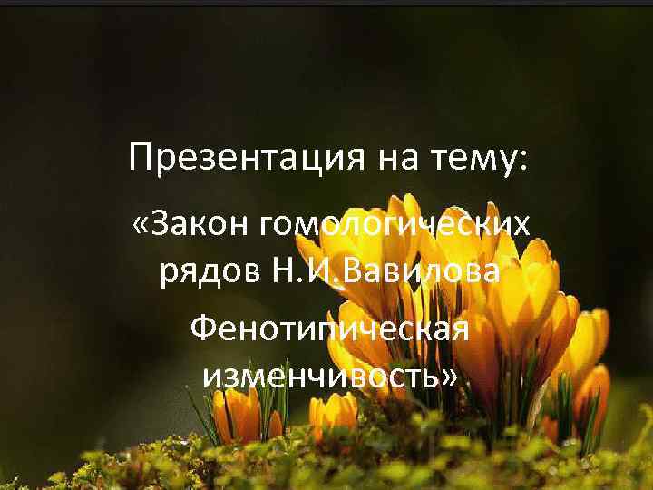 Презентация на тему: «Закон гомологических рядов Н. И. Вавилова Фенотипическая изменчивость» 