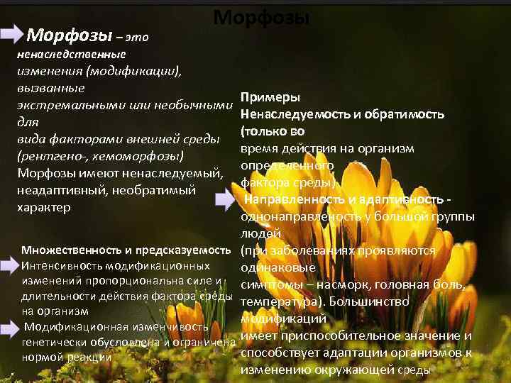 Морфозы – это Морфозы ненаследственные изменения (модификации), вызванные экстремальными или необычными для вида факторами