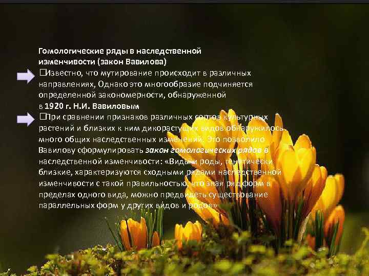 Гомологические ряды в наследственной изменчивости (закон Вавилова) Известно, что мутирование происходит в различных направлениях,