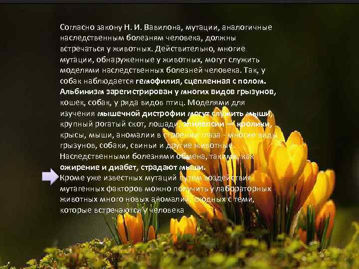 Согласно закону Н. И. Вавилона, мутации, аналогичные наследственным болезням человека, должны встречаться у животных.