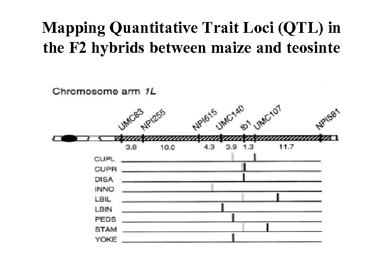 Mapping Quantitative Trait Loci (QTL) in the F 2 hybrids between maize and teosinte