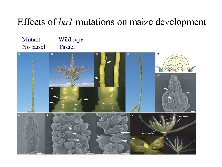Effects of ba 1 mutations on maize development Mutant Wild type No tassel Tassel