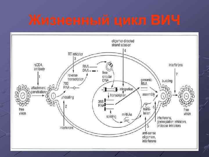 Жизненный цикл ВИЧ 