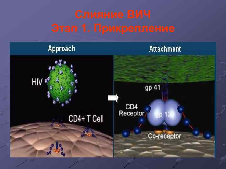 Слияние ВИЧ Этап 1. Прикрепление 