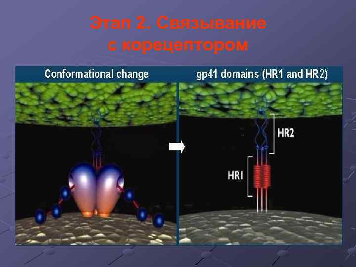 Этап 2. Связывание с корецептором 
