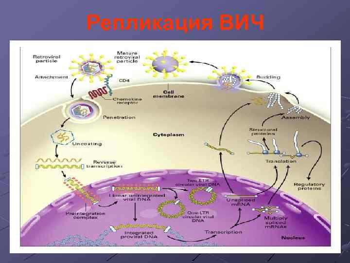 Репликация ВИЧ 