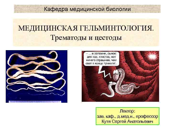 Кафедра медицинской биологии МЕДИЦИНСКАЯ ГЕЛЬМИНТОЛОГИЯ. Трематоды и цестоды Лектор: зав. каф. , д. мед.