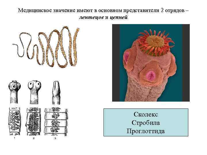 Медицинское значение имеют в основном представители 2 отрядов – лентецов и цепней Сколекс Стробила