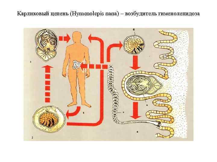 Карликовый цепень (Hymenolepis nana) – возбудитель гименолепидоза 