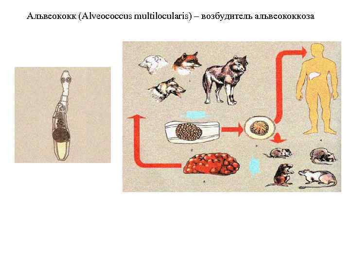 Альвеококк (Alveococcus multilocularis) – возбудитель альвеококкоза 