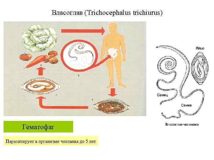 Власоглав (Trichocephalus trichiurus) Гематофаг Паразитирует в организме человека до 5 лет 