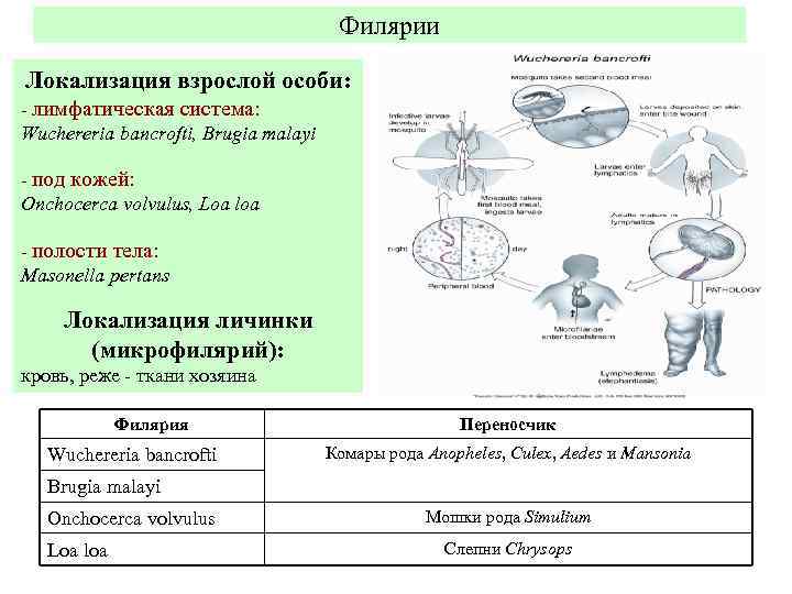 Филярии Локализация взрослой особи: - лимфатическая система: Wuchereria bancrofti, Brugia malayi - под кожей:
