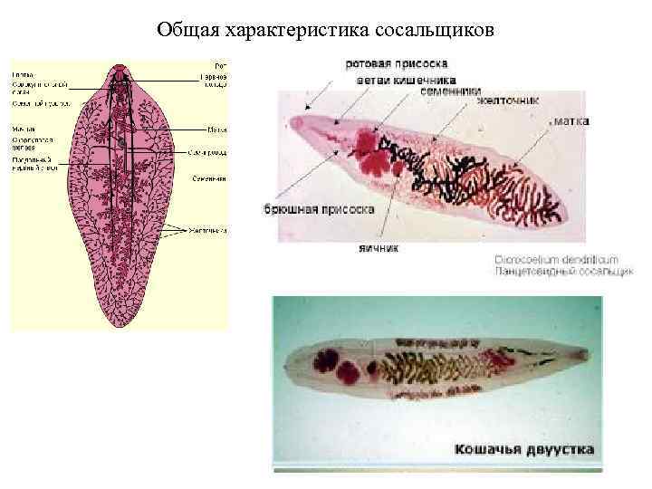 Общая характеристика сосальщиков 