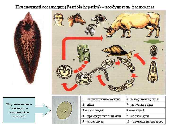 Печеночный сосальщик (Fasciola hepatica) – возбудитель фасциолеза 1 – окончательные хозяева Яйцо печеночного сосальщика