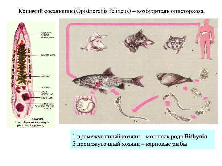 Кошачий сосальщик (Opisthorchis felineus) – возбудитель описторхоза 1 промежуточный хозяин – моллюск рода Bithynia