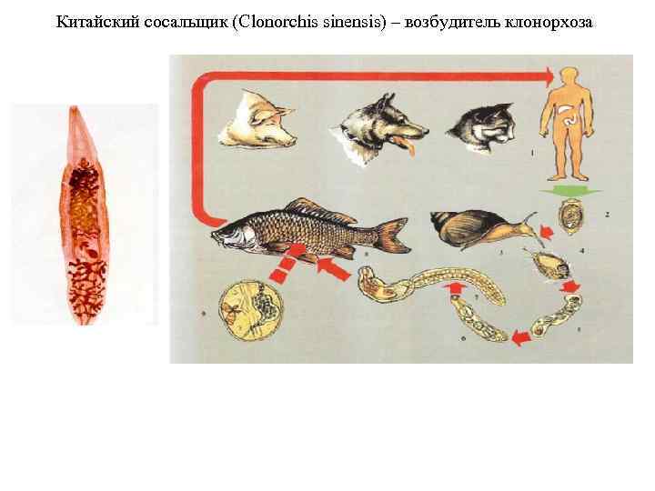 Китайский сосальщик (Clonorchis sinensis) – возбудитель клонорхоза 