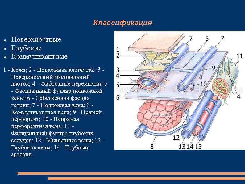 Классификация Поверхностные Глубокие Коммуникантные 1 - Кожа; 2 - Подкожная клетчатка; 3 Поверхностный фасциальный