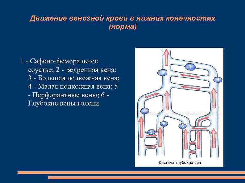 Движение венозной крови в нижних конечностях (норма) 1 - Сафено-феморальное соустье; 2 - Бедренная