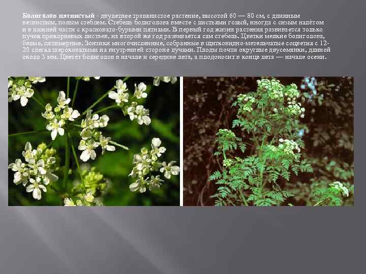 Болиголов пятнистый - двулетнее травянистое растение, высотой 60 — 80 см, с длинным ветвистым,