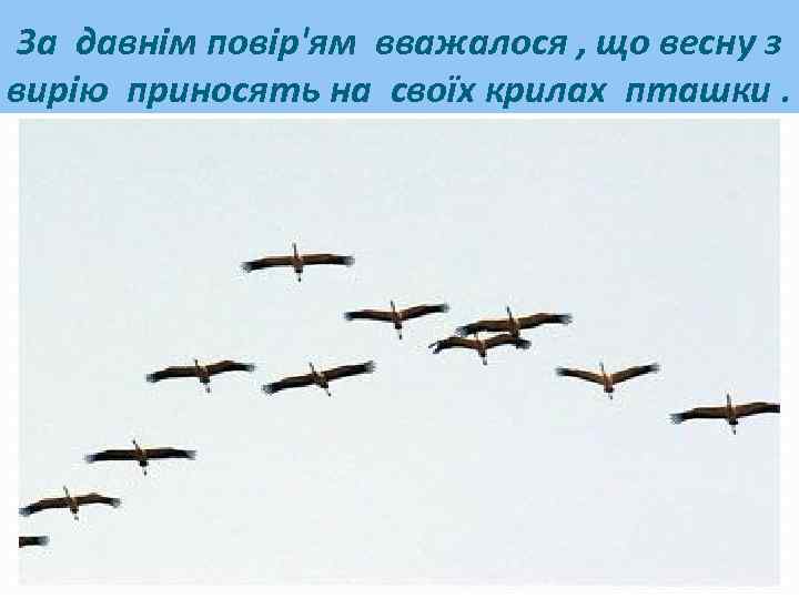 За давнім повір'ям вважалося , що весну з вирію приносять на своїх крилах пташки.