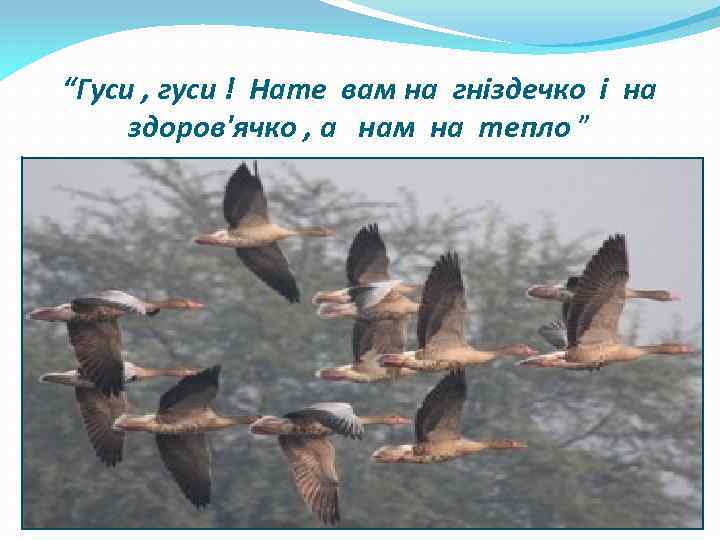 “Гуси , гуси ! Нате вам на гніздечко і на здоров'ячко , а нам