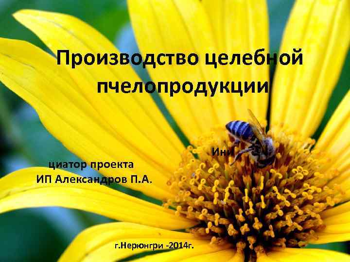 Производство целебной пчелопродукции Ини циатор проекта ИП Александров П. А. г. Нерюнгри -2014 г.