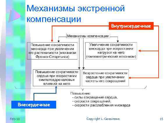 Механизмы экстренной компенсации Внутрисердечные Внесердечные Feb-18 Copyright L. Gerasimova 15 