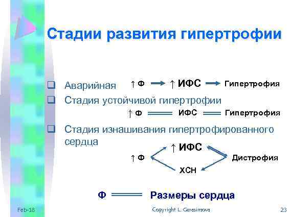 Стадии развития гипертрофии ↑ ИФС q Аварийная ↑ Ф q Стадия устойчивой гипертрофии Гипертрофия