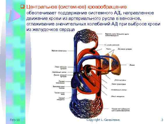 q Центральное (системное) кровообращение обеспечивает поддержание системного АД, направленное движение крови из артериального русла