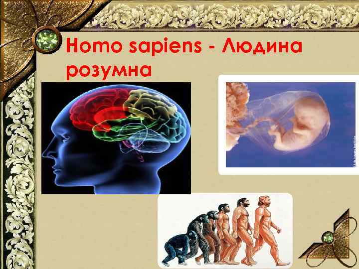 Homo sapiens - Людина розумна 