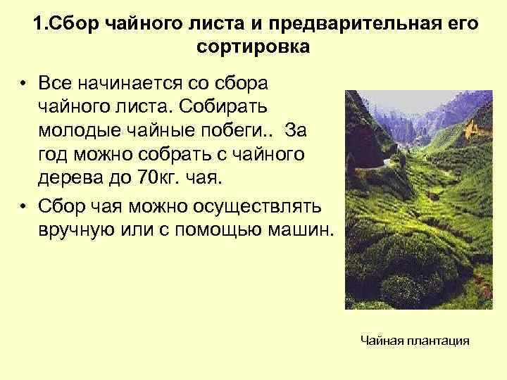 1. Сбор чайного листа и предварительная его сортировка • Все начинается со сбора чайного