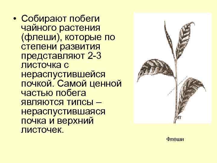  • Собирают побеги чайного растения (флеши), которые по степени развития представляют 2 -3