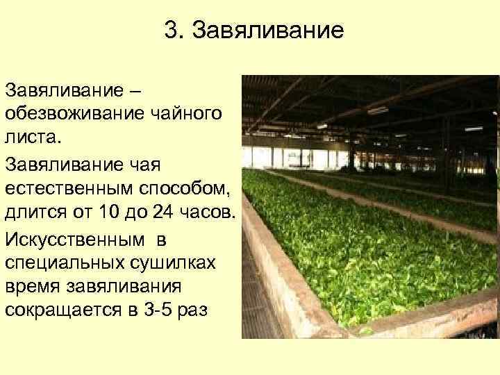 3. Завяливание – обезвоживание чайного листа. Завяливание чая естественным способом, длится от 10 до