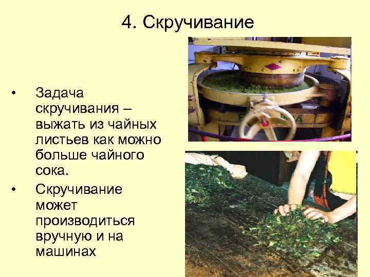 4. Скручивание • • Задача скручивания – выжать из чайных листьев как можно больше