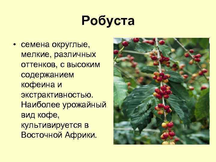 Робуста • семена округлые, мелкие, различных оттенков, с высоким содержанием кофеина и экстрактивностью. Наиболее