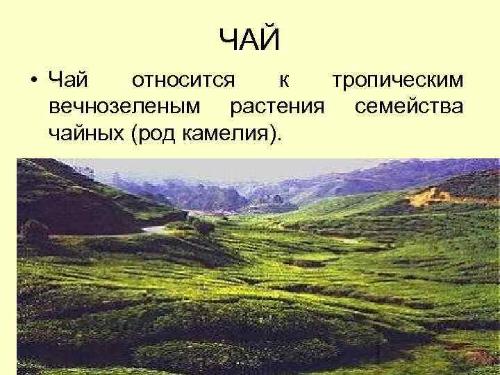 ЧАЙ • Чай относится к тропическим вечнозеленым растения семейства чайных (род камелия). 