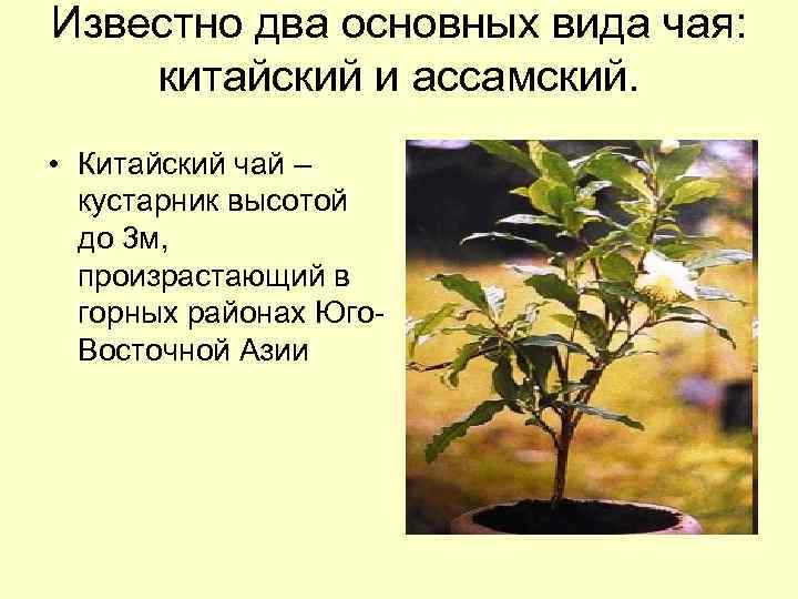 Известно два основных вида чая: китайский и ассамский. • Китайский чай – кустарник высотой