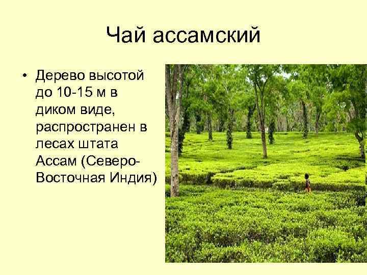 Чай ассамский • Дерево высотой до 10 -15 м в диком виде, распространен в