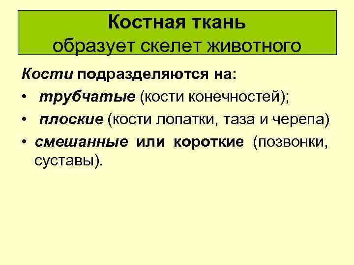 Костная ткань образует скелет животного Кости подразделяются на: • трубчатые (кости конечностей); • плоские